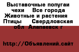 Выставочные попугаи чехи  - Все города Животные и растения » Птицы   . Свердловская обл.,Алапаевск г.